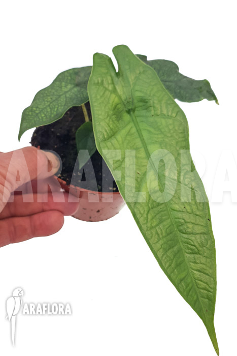 Alocasia sulawesi &lsquo;Green carpet&rsquo;