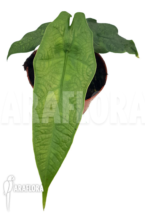 Alocasia sulawesi &lsquo;Green carpet&rsquo;