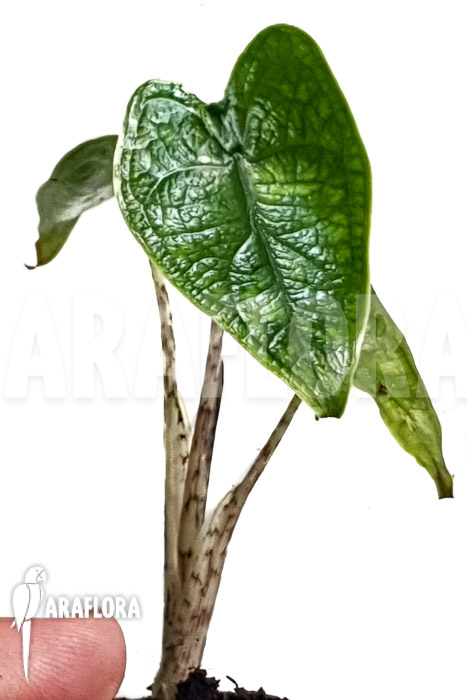 Alocasia zebrina reticulata &lsquo;S&rsquo;