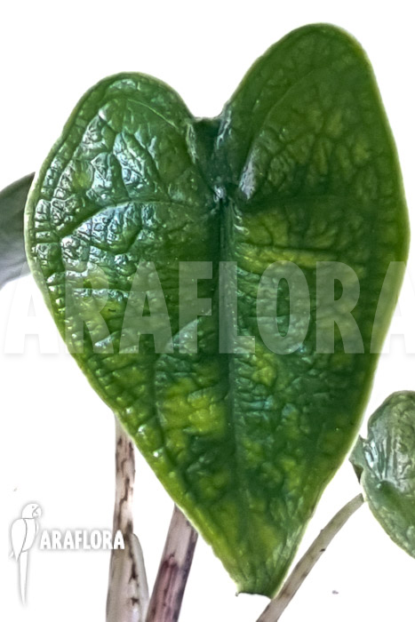 Alocasia zebrina reticulata &lsquo;S&rsquo;