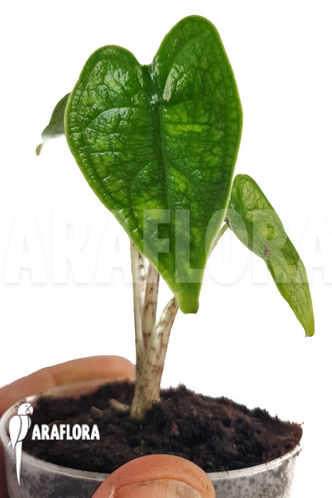Alocasia zebrina reticulata &lsquo;S&rsquo;