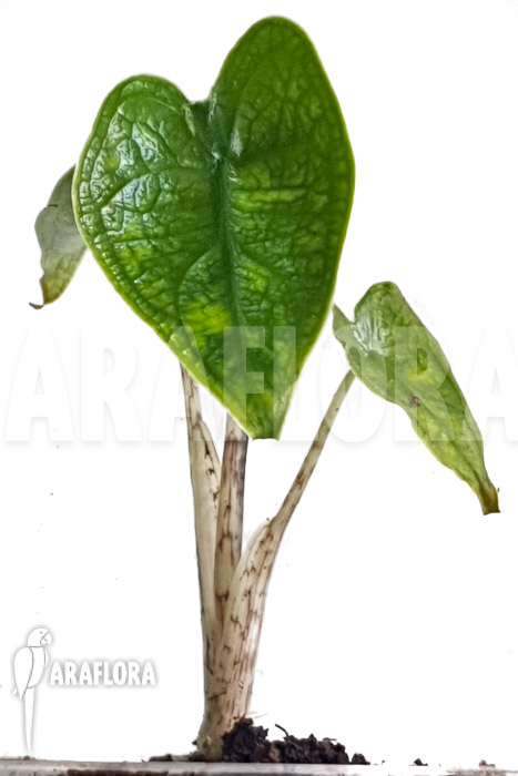 Alocasia zebrina reticulata &lsquo;S&rsquo;