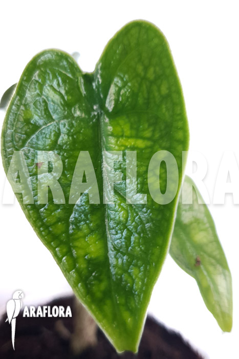 Alocasia zebrina reticulata &lsquo;S&rsquo;