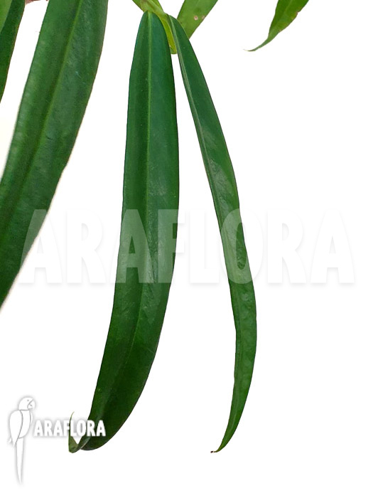 Anthurium friedrichsthalii