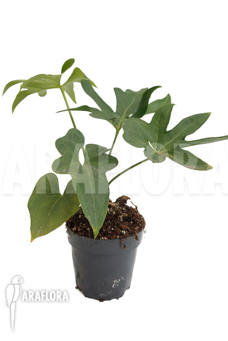 Anthurium podophyllum