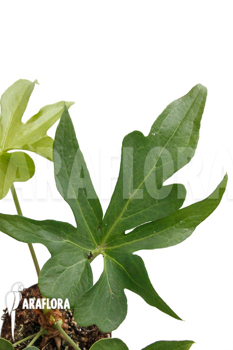 Anthurium podophyllum