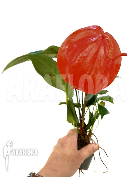 Anthurium scherzerianum &lsquo;Large&rsquo;
