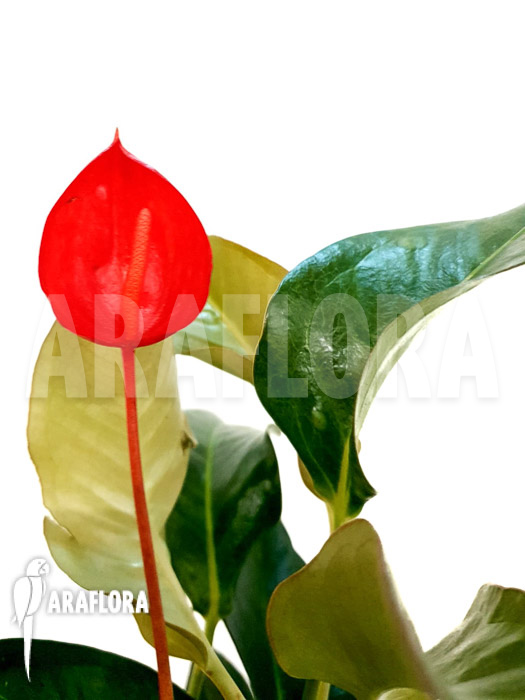 Anthurium scherzerianum &lsquo;Medium&rsquo;