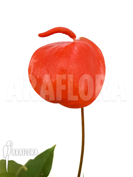 Anthurium scherzerianum &lsquo;Medium&rsquo;