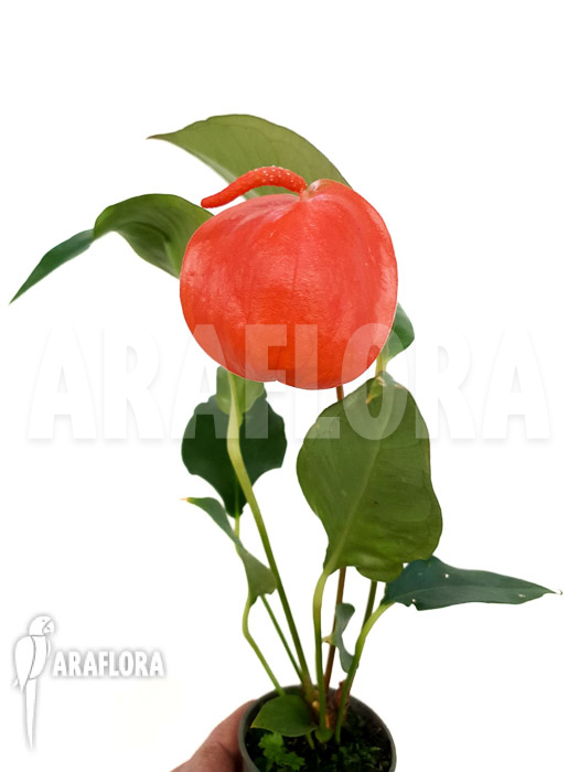 Anthurium scherzerianum &lsquo;Medium&rsquo;