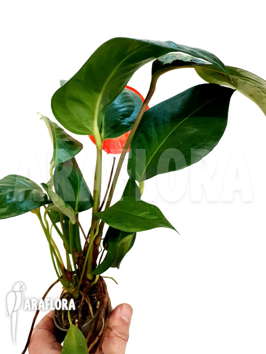 Anthurium scherzerianum &lsquo;Small&rsquo;
