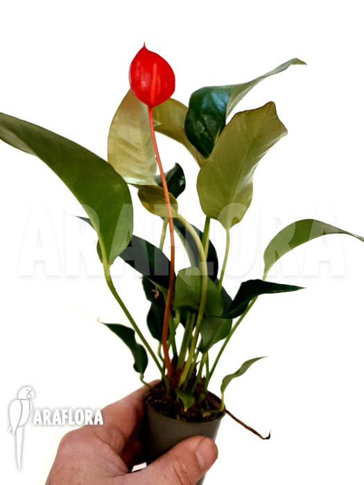 Anthurium scherzerianum &lsquo;Small&rsquo;