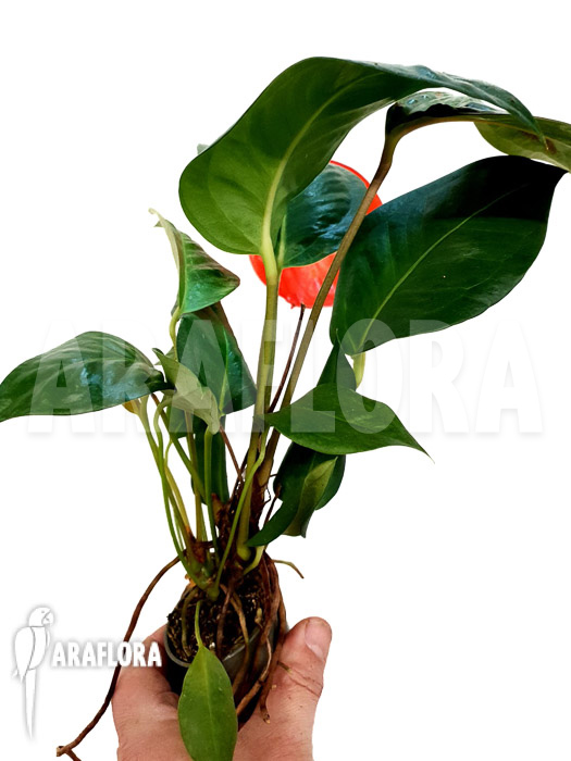 Anthurium scherzerianum &lsquo;Small&rsquo;