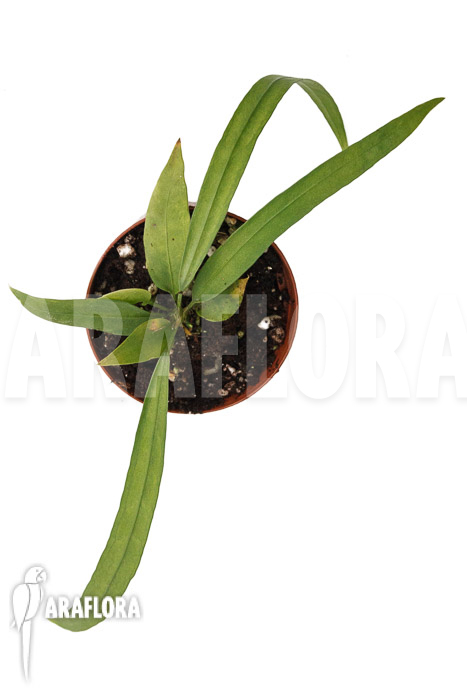 Anthurium vittarifolium typeH &lsquo;small&rsquo;