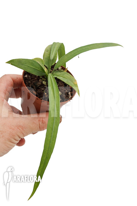 Anthurium vittarifolium typeH &lsquo;small&rsquo;