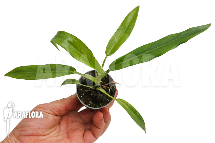 Anthurium vittarifolium typeH &lsquo;small&rsquo;