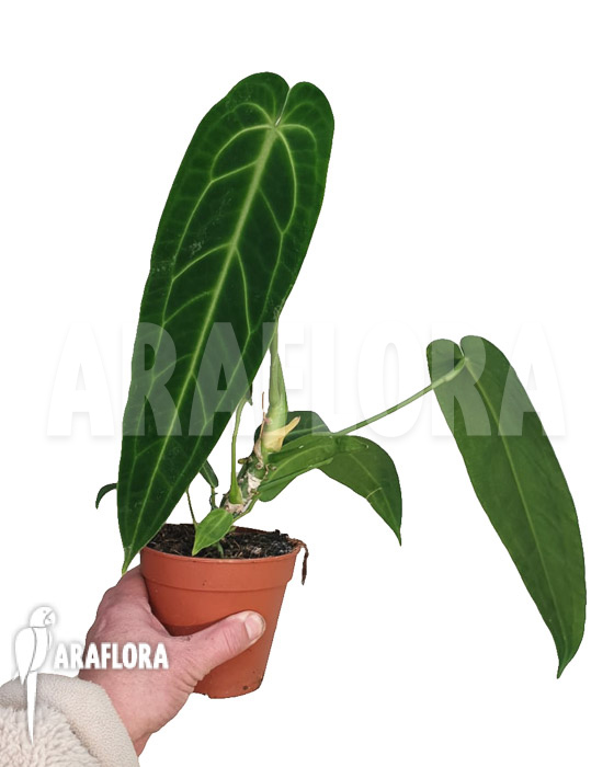 Anthurium warocqueanum