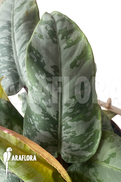 Apoballis acuminatissima ‘Lavallaei’