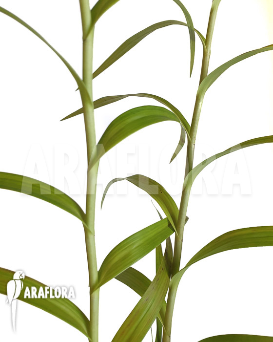 Arundina graminifolia