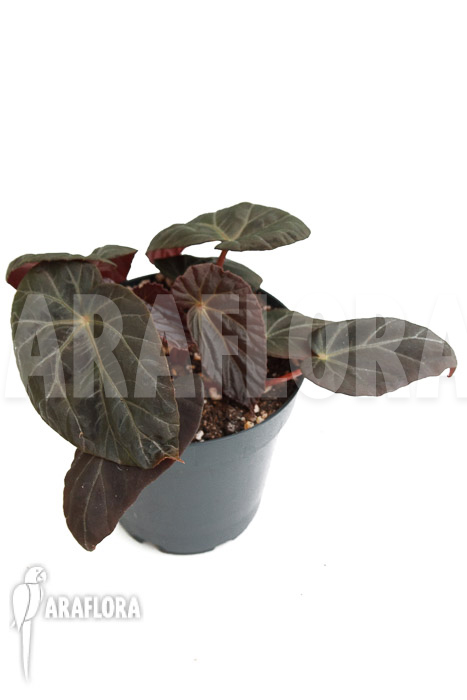 Begonia burkillii Dark Form