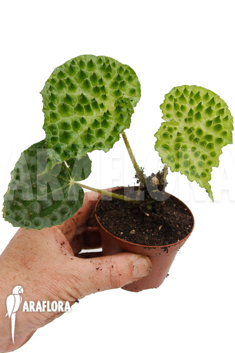 Begonia ferox Green Form  &lsquo;starter&rsquo;