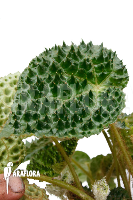 Begonia ferox Green Form  &lsquo;starter&rsquo;