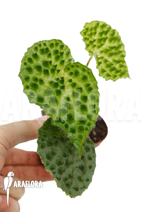 Begonia ferox Green Form  &lsquo;starter&rsquo;