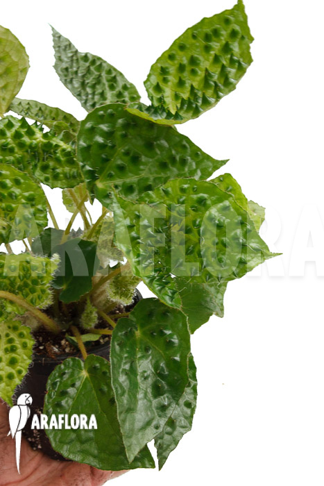 Begonia ferox Green Form  &lsquo;starter&rsquo;
