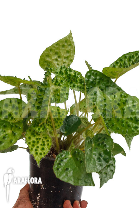 Begonia ferox Green Form  &lsquo;starter&rsquo;