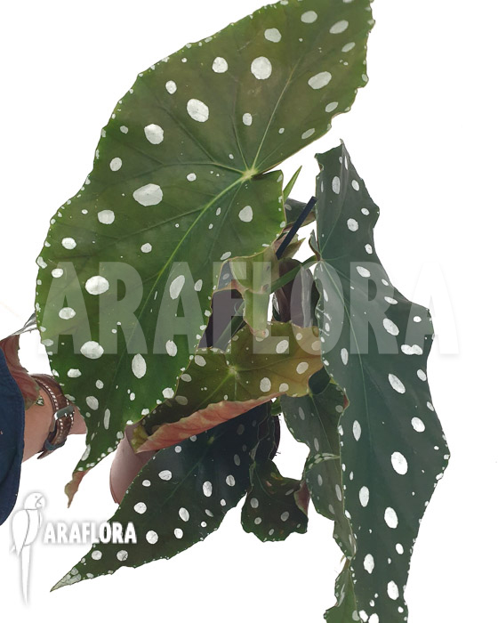 Begonia maculata &lsquo;Mega Dot&rsquo;