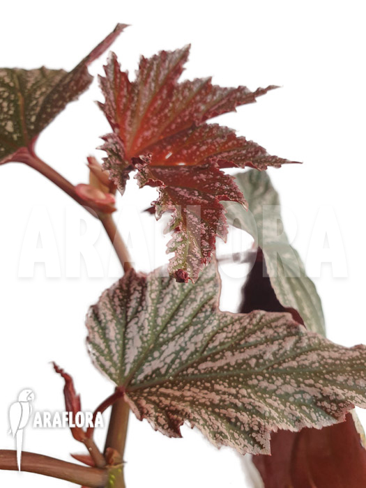 Begonia x &lsquo;Pink minx&rsquo;