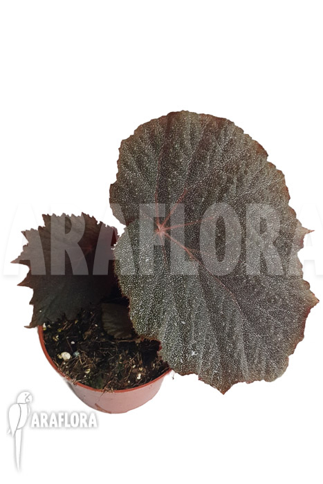 Begonia x &lsquo;Taconite&rsquo;