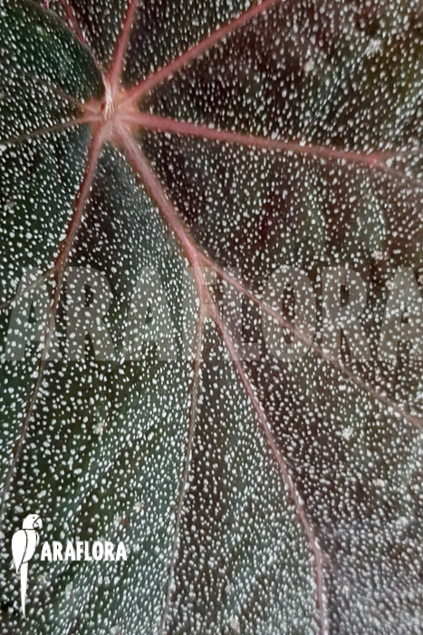 Begonia x &lsquo;Taconite&rsquo;