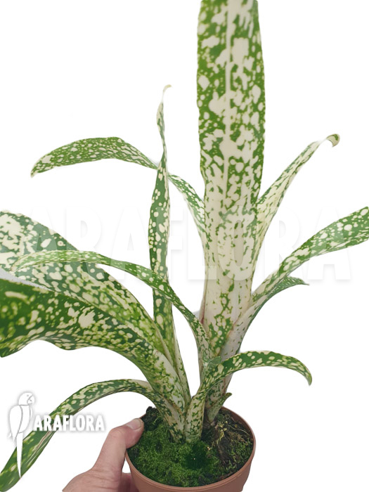 Billbergia clone AB01