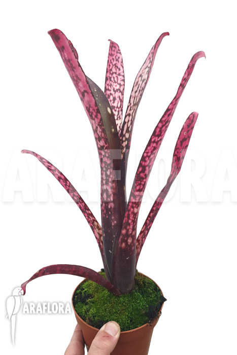 Billbergia clone AB04