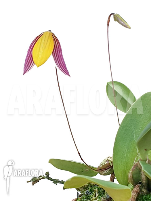Bulbophyllum bolsteri &lsquo;S&rsquo;