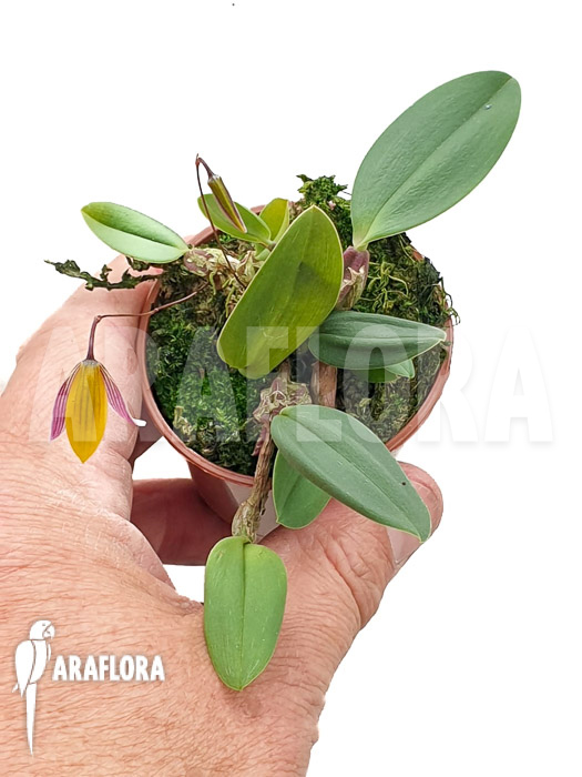 Bulbophyllum bolsteri &lsquo;S&rsquo;