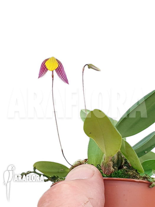 Bulbophyllum bolsteri &lsquo;S&rsquo;