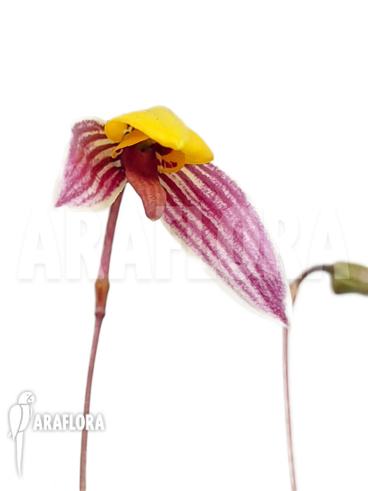 Bulbophyllum bolsteri &lsquo;S&rsquo;