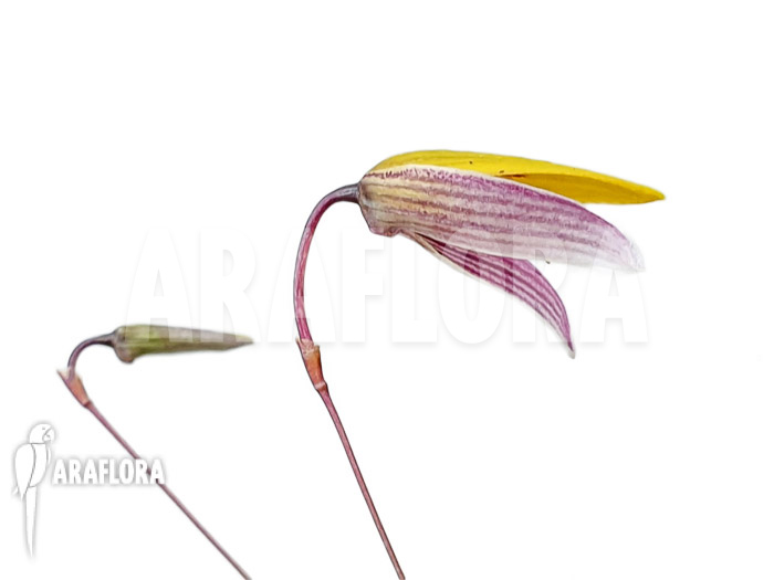 Bulbophyllum bolsteri &lsquo;S&rsquo;