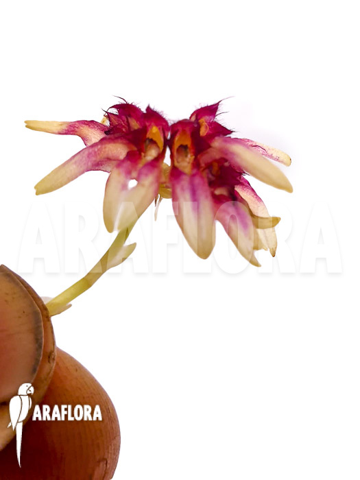 Bulbophyllum curtisii