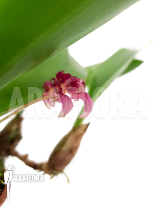 Bulbophyllum curtisii