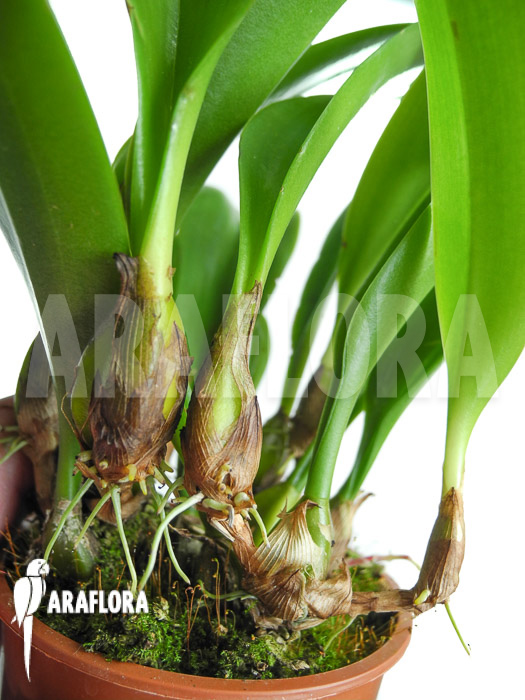 Bulbophyllum curtisii