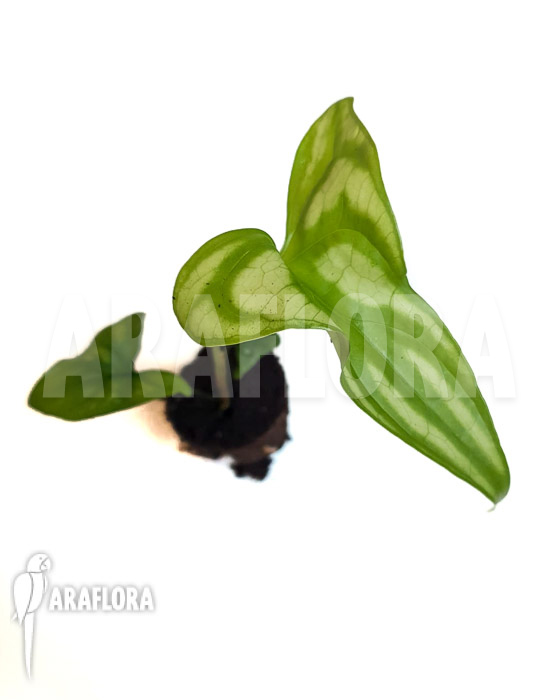 Cercistis mirabilis &lsquo;Starter&rsquo;