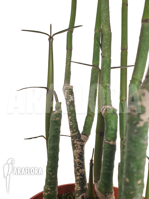 Ceropegia dichotoma