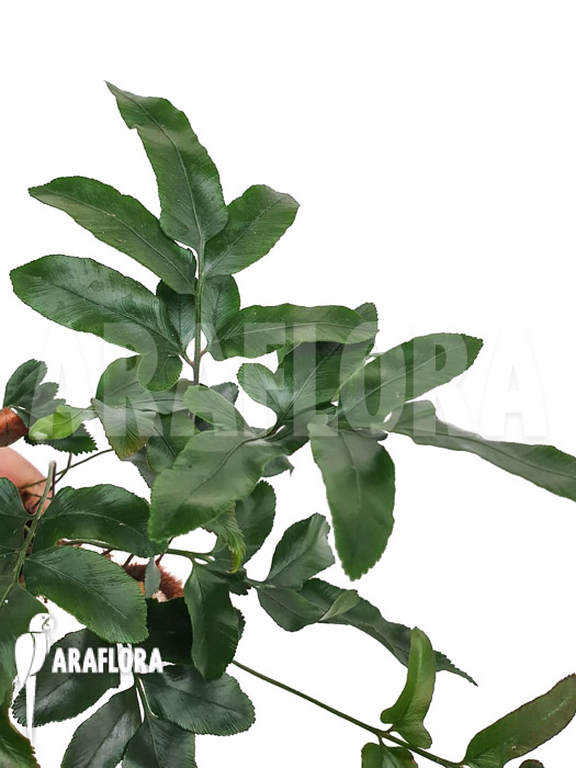 Davallia-pentaphylla-4