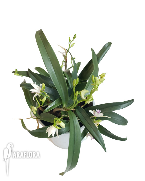 Dendrobium kingianum var silcockii