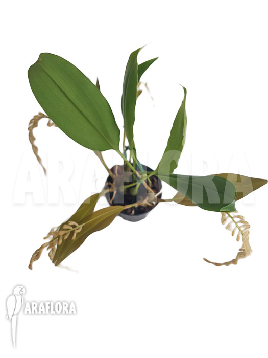 Dendrochilum convallariiforme