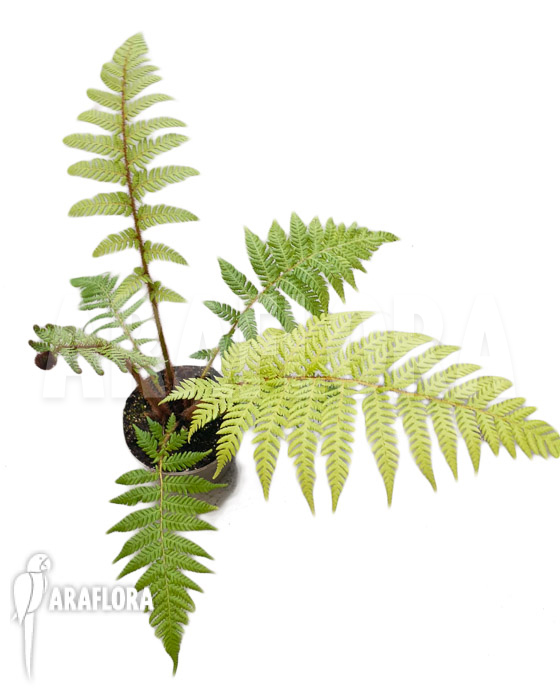 Dicksonia fibrosa &lsquo;Starter&rsquo;