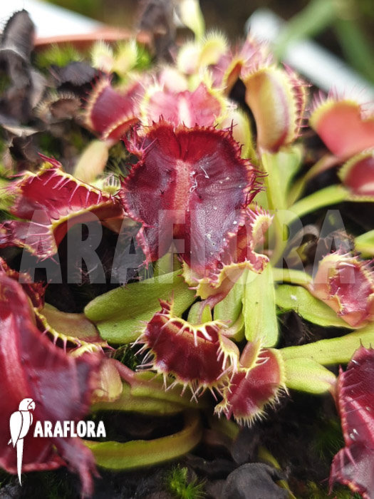 Dionaea muscipula &lsquo;Avatar&rsquo;